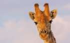 Curious giraffes pauses in the desert climate of Augrabies Falls, southern Africa Art Print
